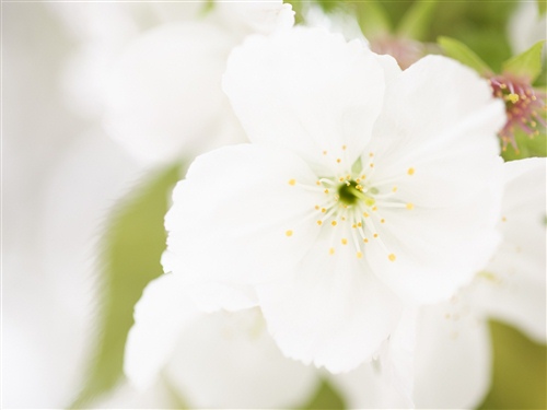 描寫桂花的優(yōu)美句子遙聞桂花香似回歸故里