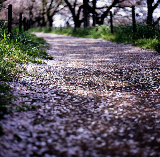 蓮花詩(shī)句大全